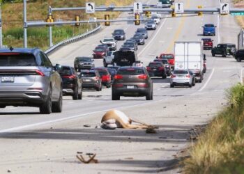 Sunday Hunting Starts This Weekend: Will One Extra Day Help Control the Deer Population Along the 228 Corridor?