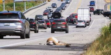 Sunday Hunting Starts This Weekend: Will One Extra Day Help Control the Deer Population Along the 228 Corridor?