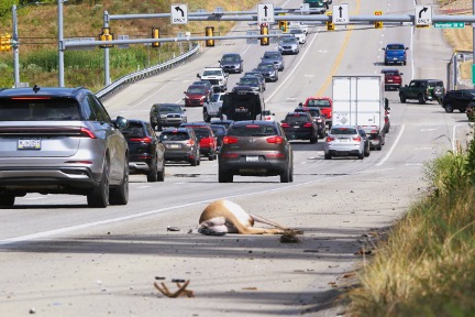 Sunday Hunting Starts This Weekend: Will One Extra Day Help Control the Deer Population Along the 228 Corridor?