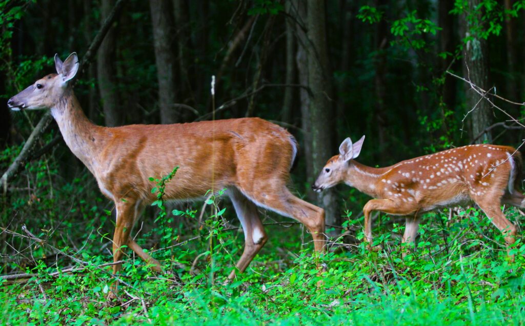 Sunday Hunting Affects in Adams Twp