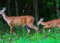 Sunday Hunting Affects in Adams Twp