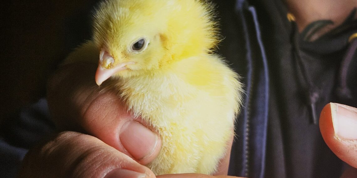 You’d Never Know It’s There: Inside a Farm Behind the 228 Corridor