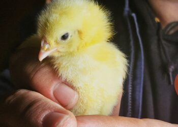 You’d Never Know It’s There: Inside a Farm Behind the 228 Corridor